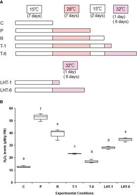 Heat stress memory differentially regulates the expression of nitrogen transporter genes in the filamentous red alga ‘Bangia’ sp. ESS1